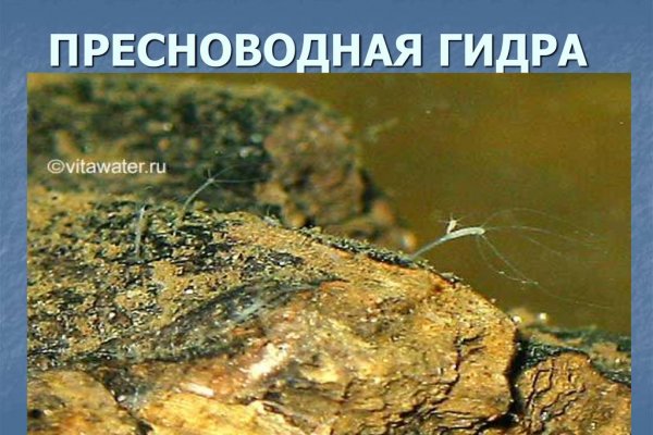 Ссылка кракен зеркало тор