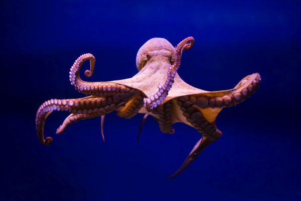Кракен зеркало рабочее на сегодня krakenat2krnkrnk com